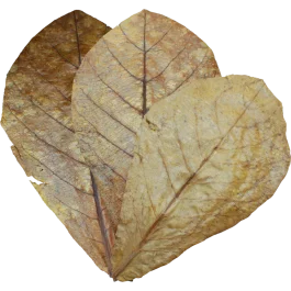 Dennerle Catappa Leaves